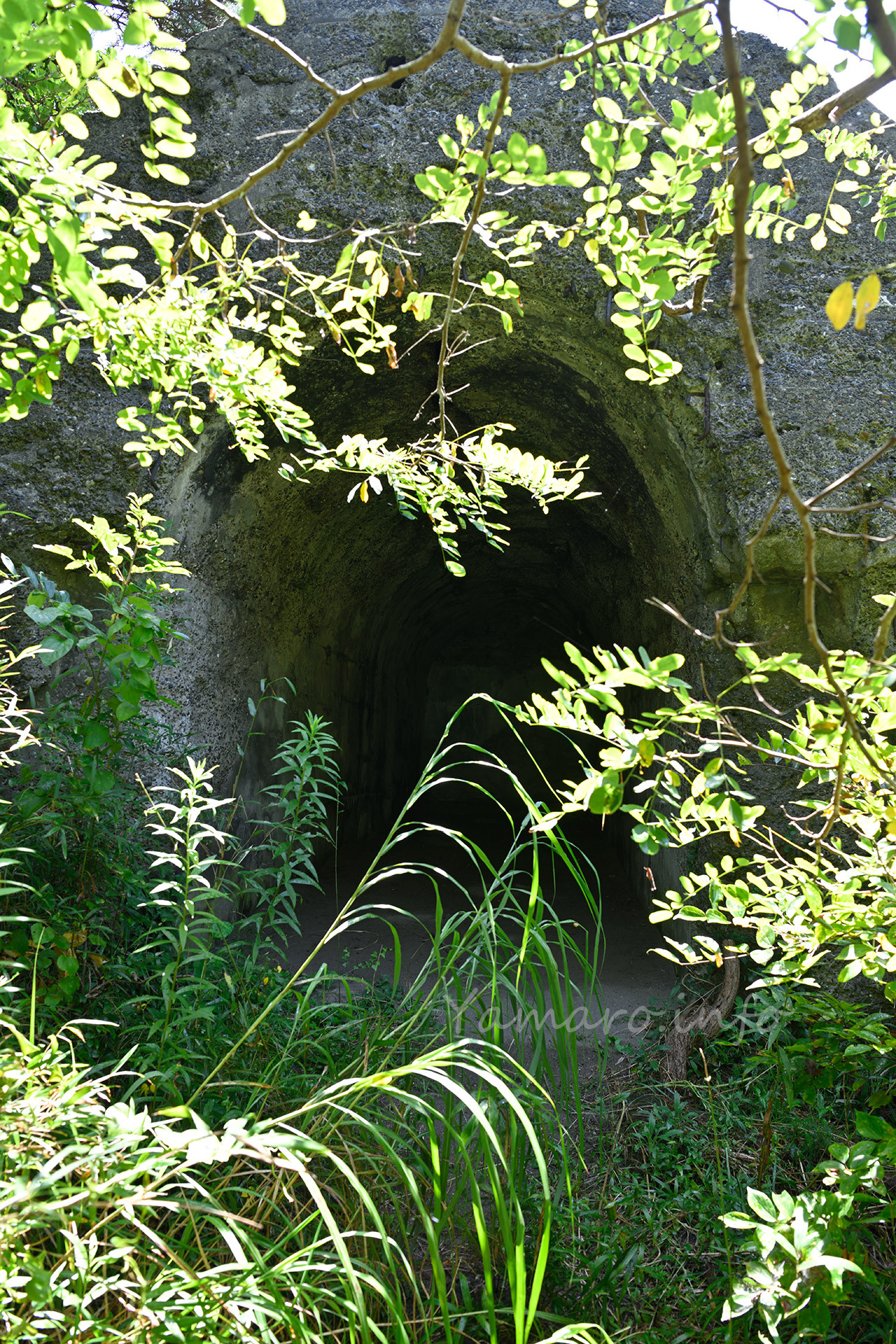 雑草や蜘蛛の巣をかき分けて、なんとか入り口？にたどり着きました。