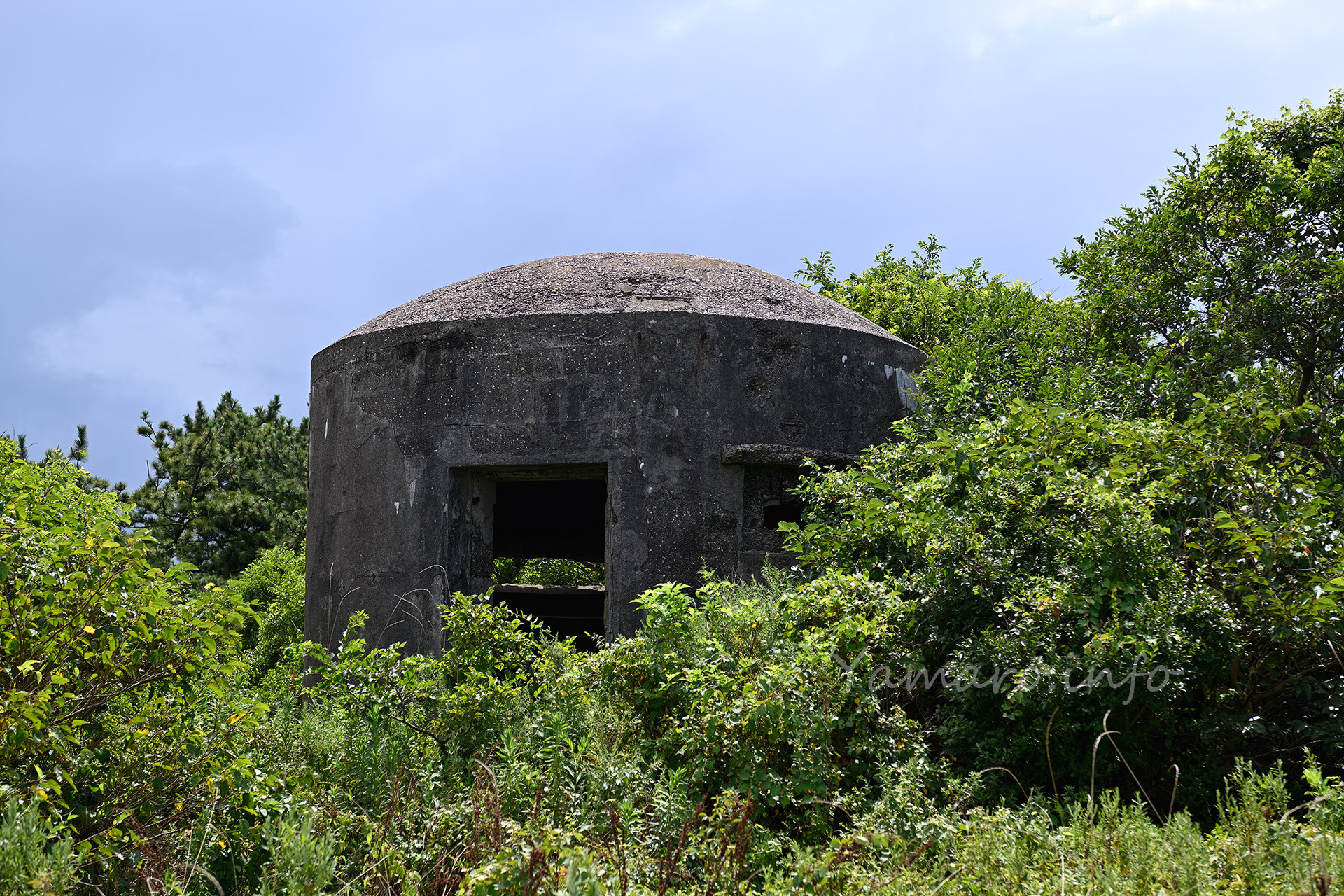 近づいてみました。 草で覆われているけど、獣道っぽくなっているのを発見。草をかき分けて進みます。