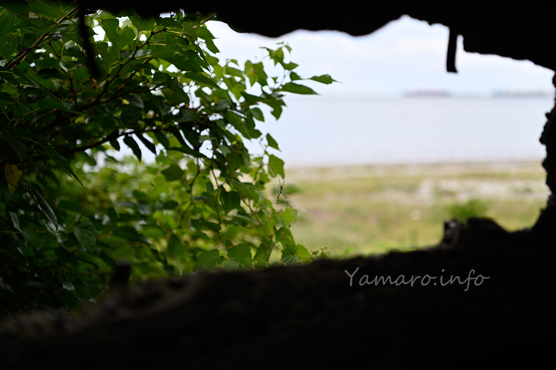 蜘蛛がのんびり獲物を待っていました。