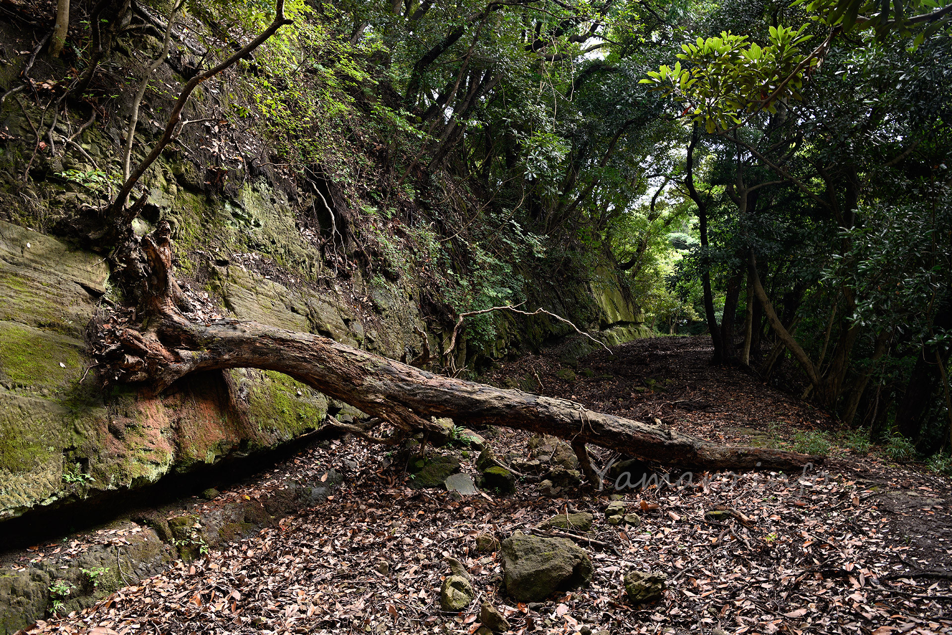 木が倒壊してから、だいぶ経過した模様。なにせ閉鎖されてから40年。