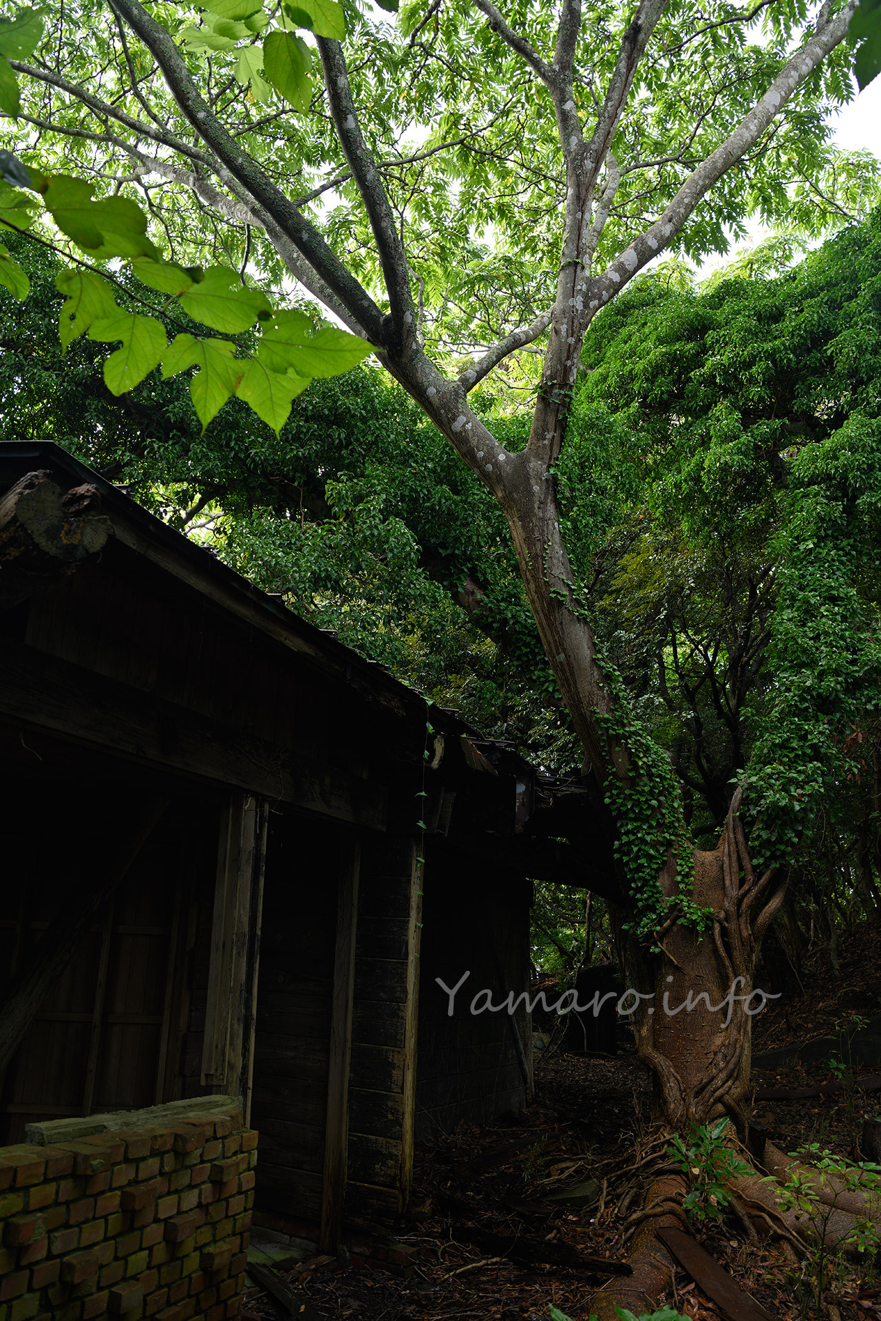 廃業から40年、木々も成長します。