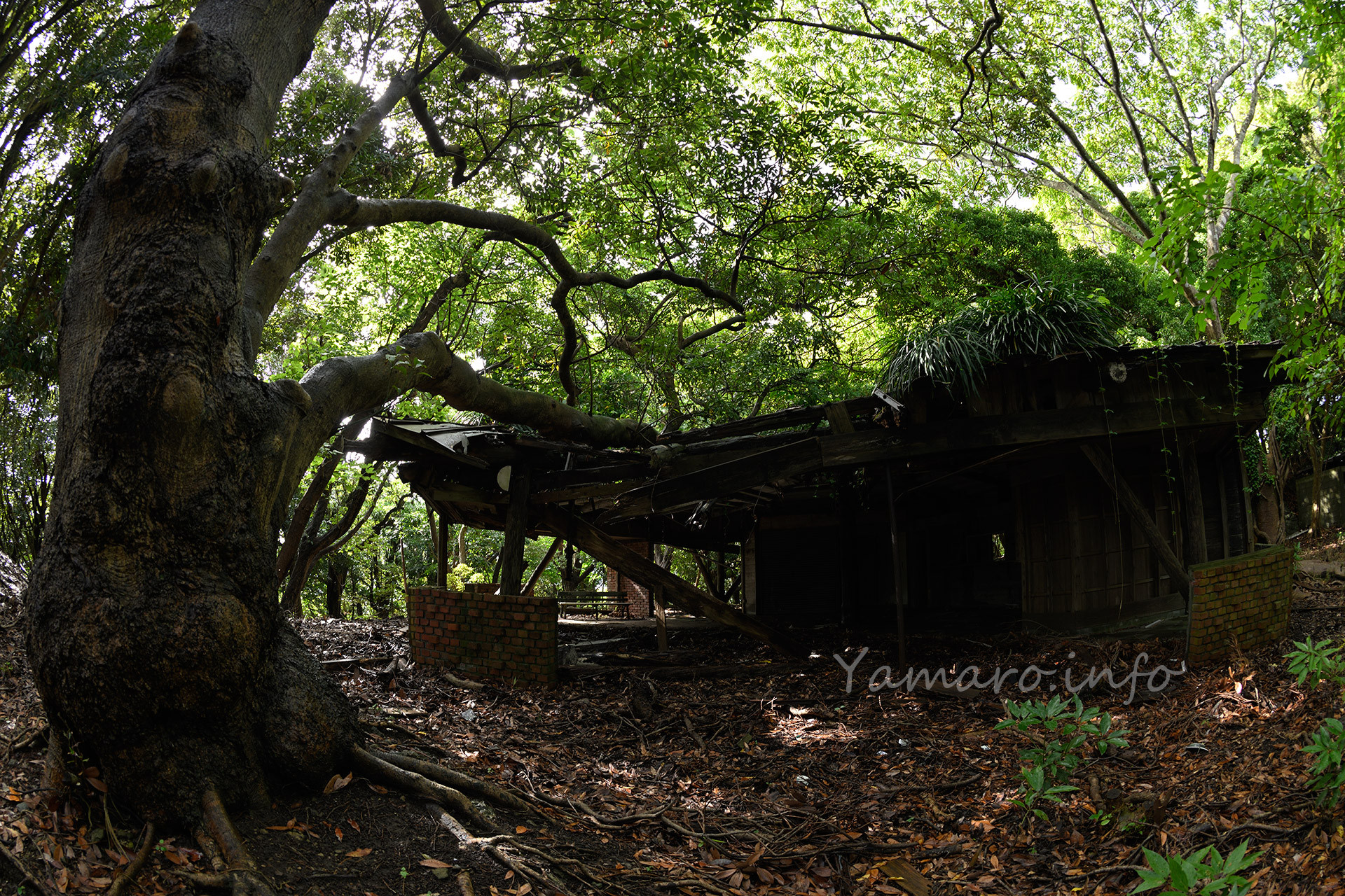 魚眼レンズで切り取る。木々も大きく成長。