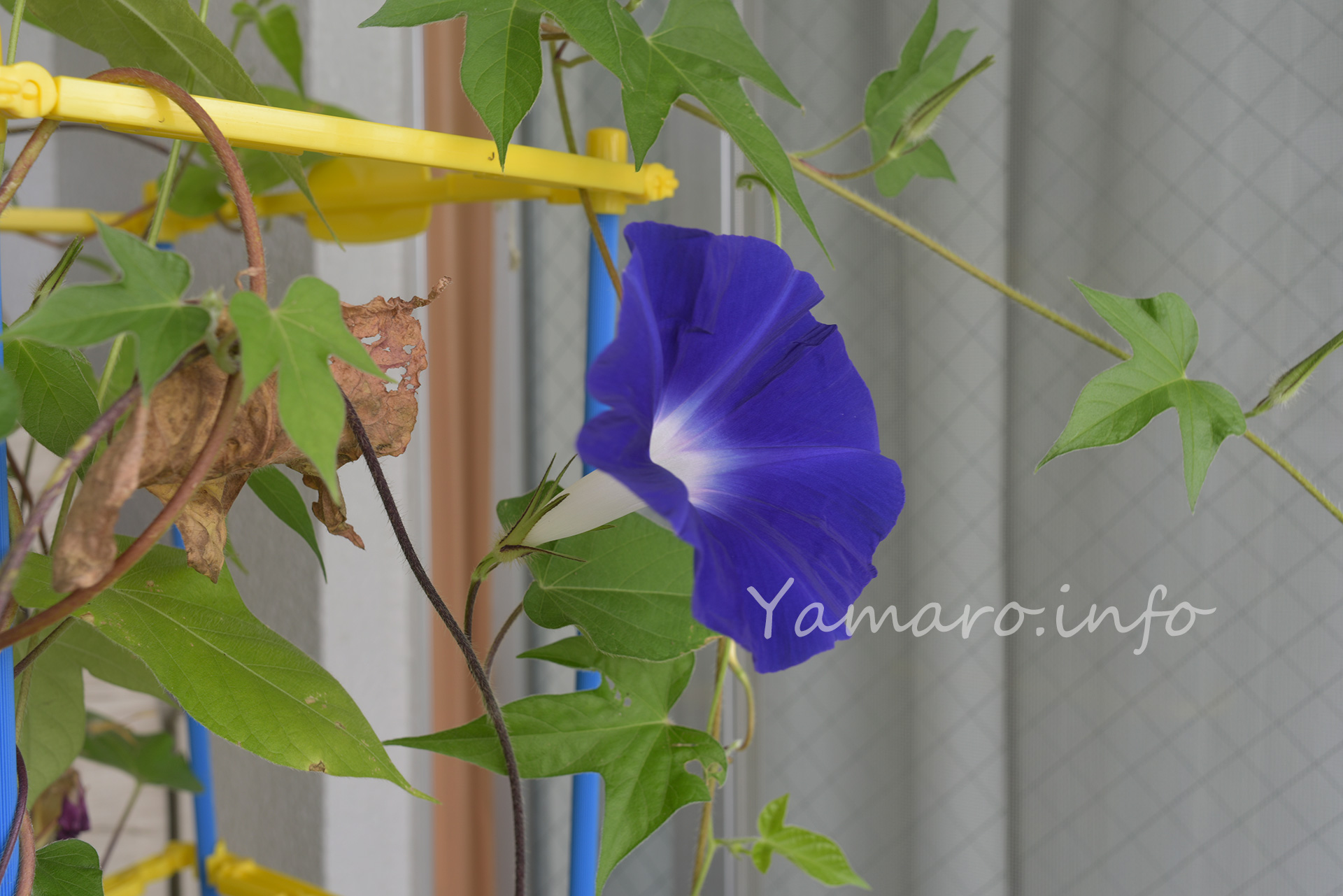 アサガオの開花をタイムラプスで撮影してみた Blog Yamaro Info